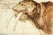 Albrecht Durer, Walrus